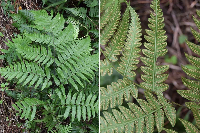 f:id:hiro1216:20170218195700j:image