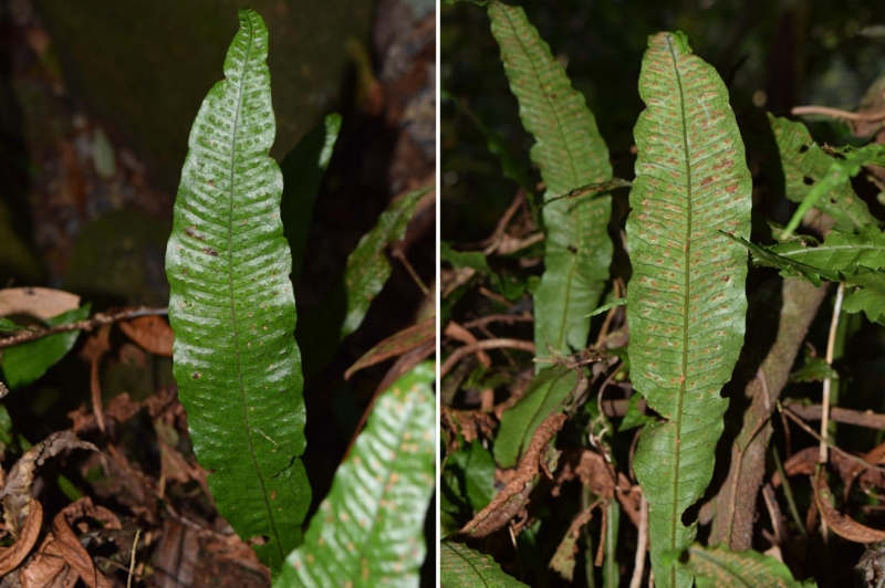 f:id:hiro1216:20170219201732j:image