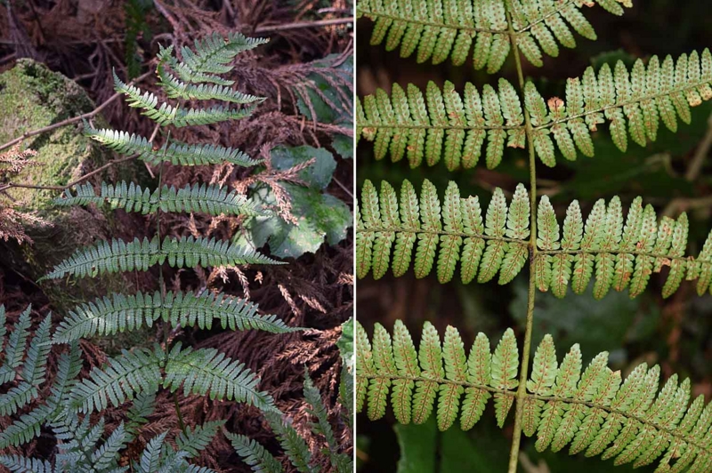 f:id:hiro1216:20170222223740j:image