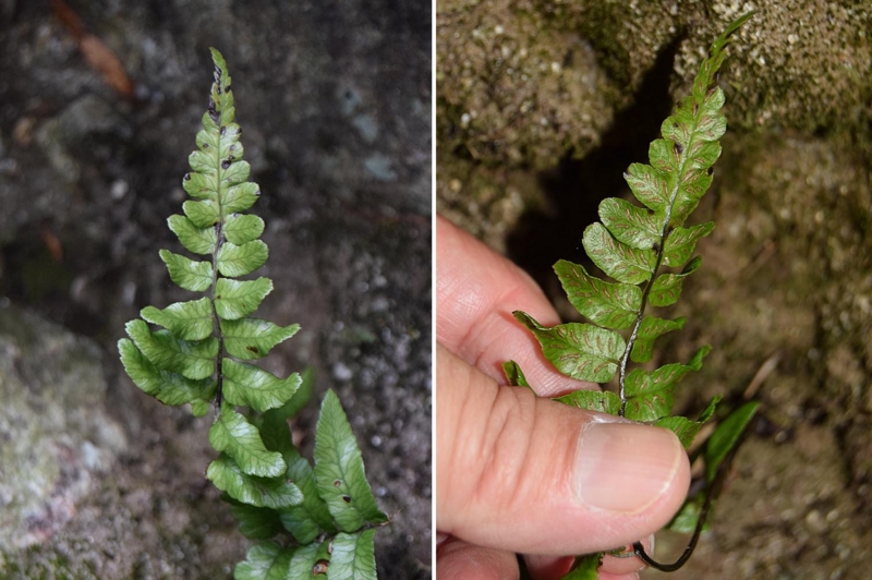 f:id:hiro1216:20170223073910j:image