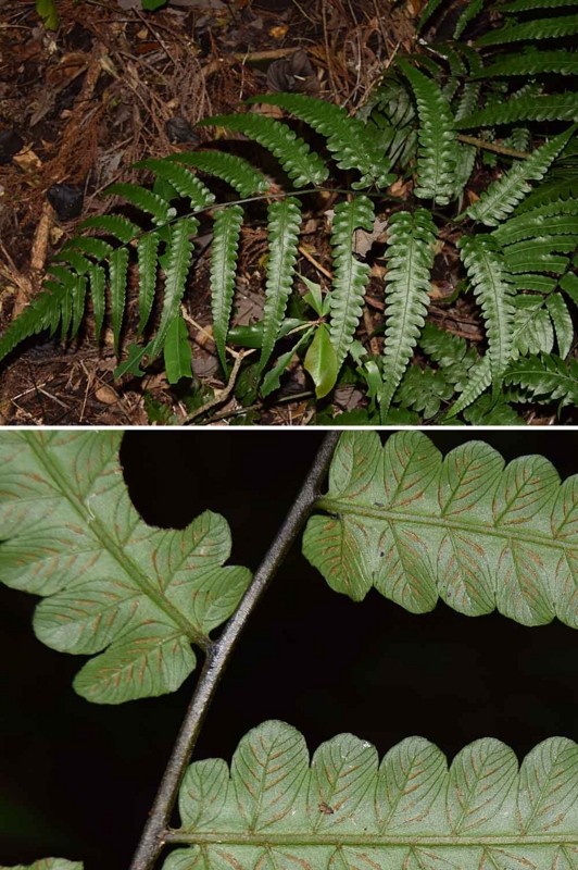 f:id:hiro1216:20170223081910j:image