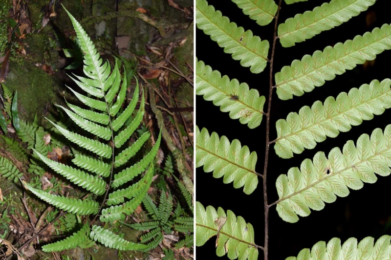 f:id:hiro1216:20170304214430j:image