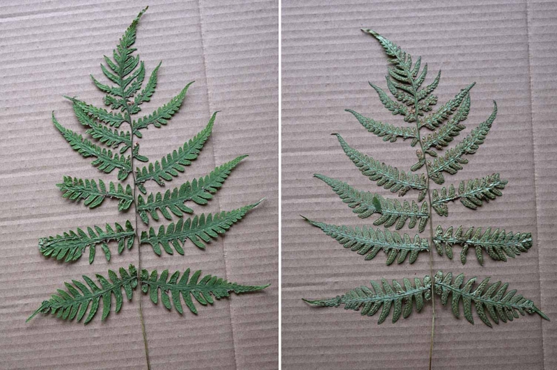 f:id:hiro1216:20170306125022j:image