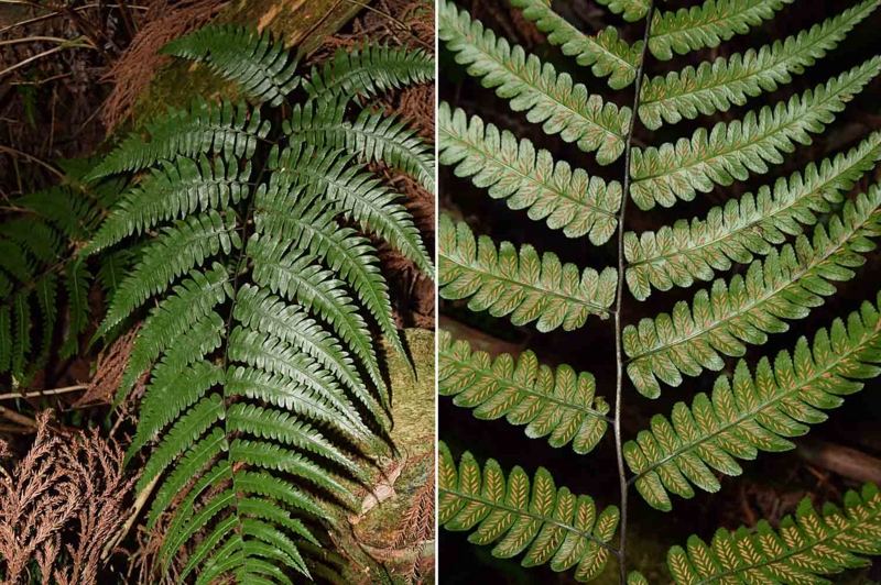 f:id:hiro1216:20170307175529j:image