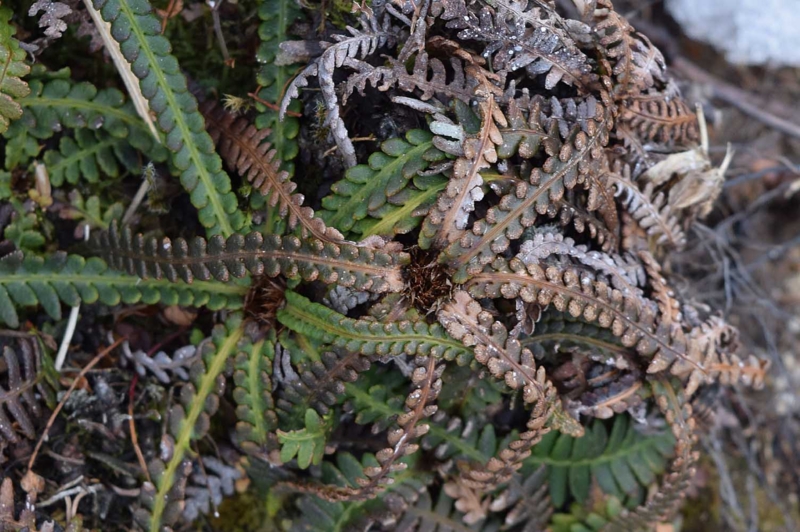 f:id:hiro1216:20170310194238j:image