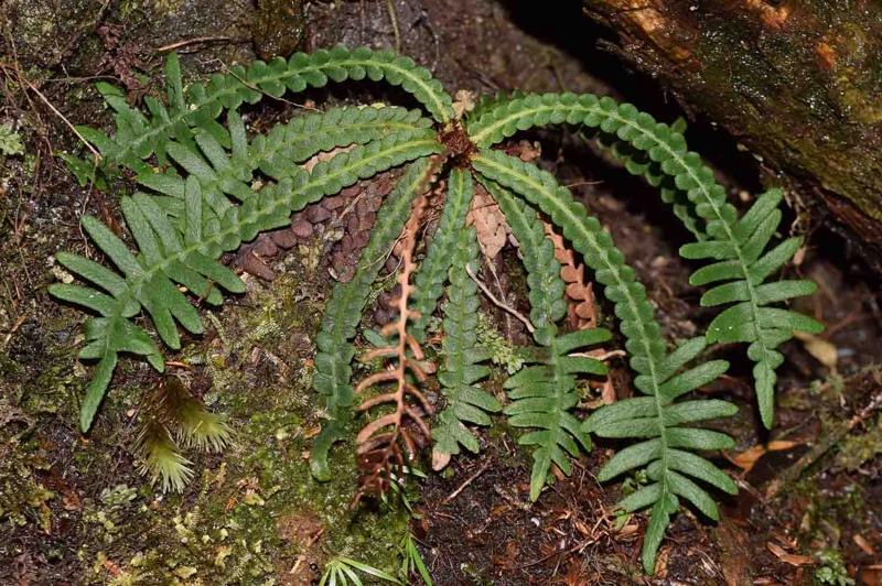 f:id:hiro1216:20170310194354j:image