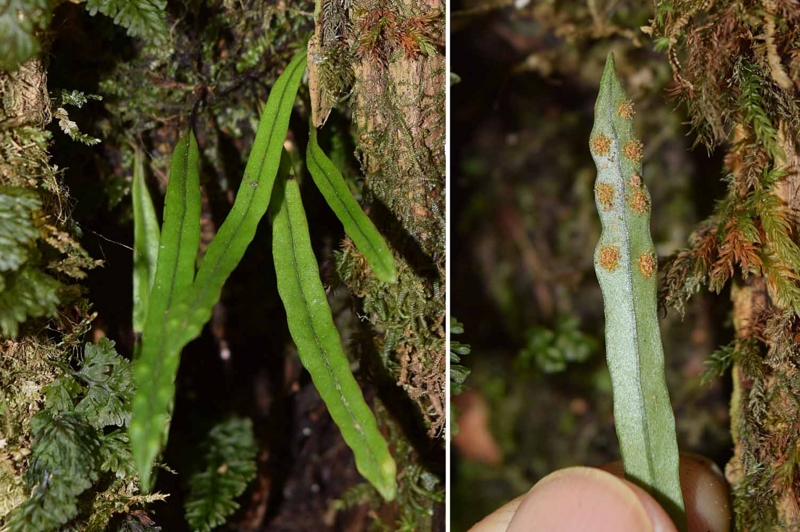 f:id:hiro1216:20170310201822j:image