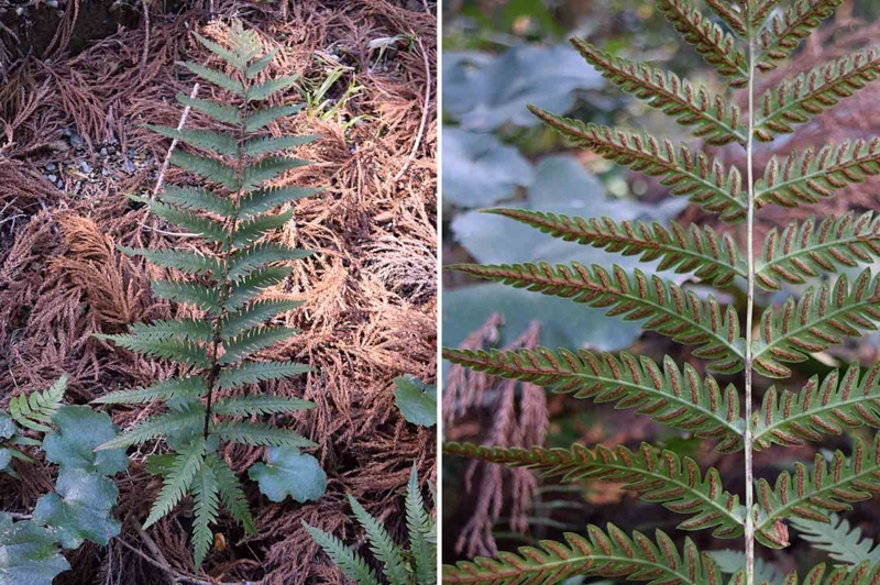 f:id:hiro1216:20170312210442j:image