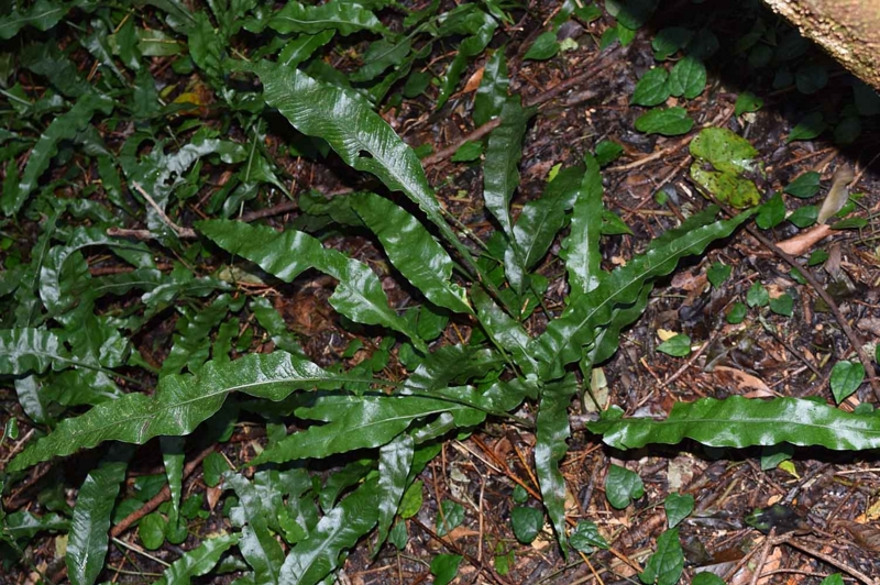 f:id:hiro1216:20170314195036j:image