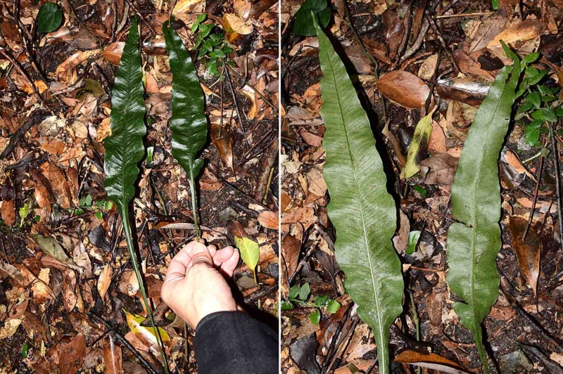 f:id:hiro1216:20170314200002j:image