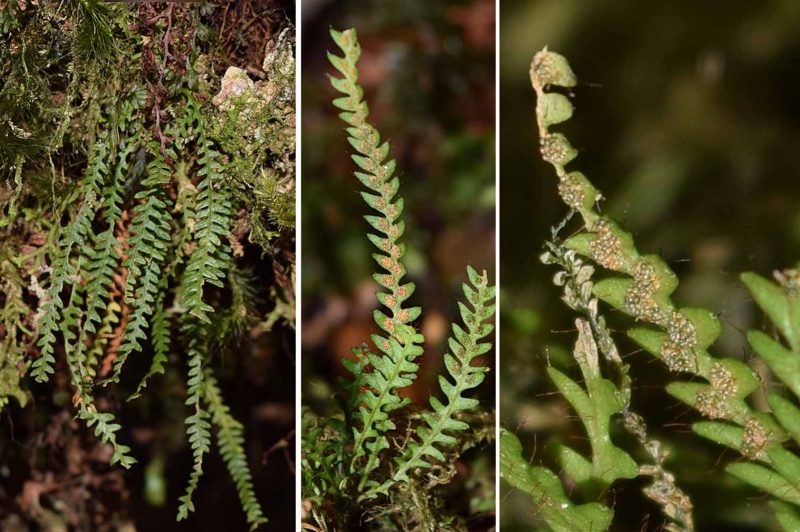 f:id:hiro1216:20170316164413j:image