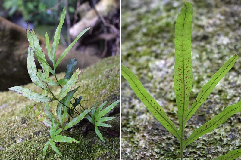 f:id:hiro1216:20170407164022j:image