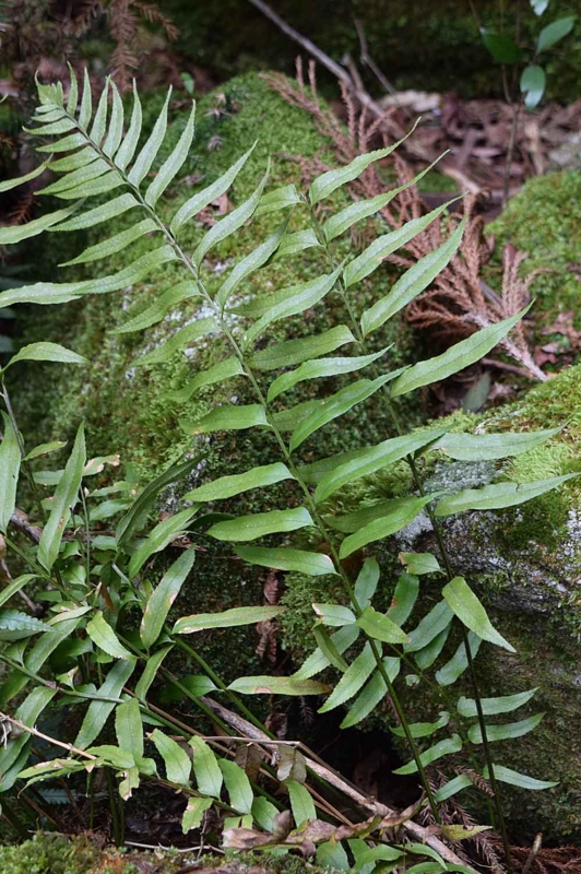 f:id:hiro1216:20170424183051j:image:w640