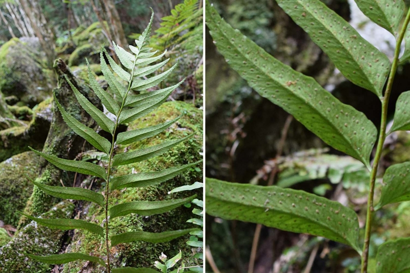 f:id:hiro1216:20170424183123j:image