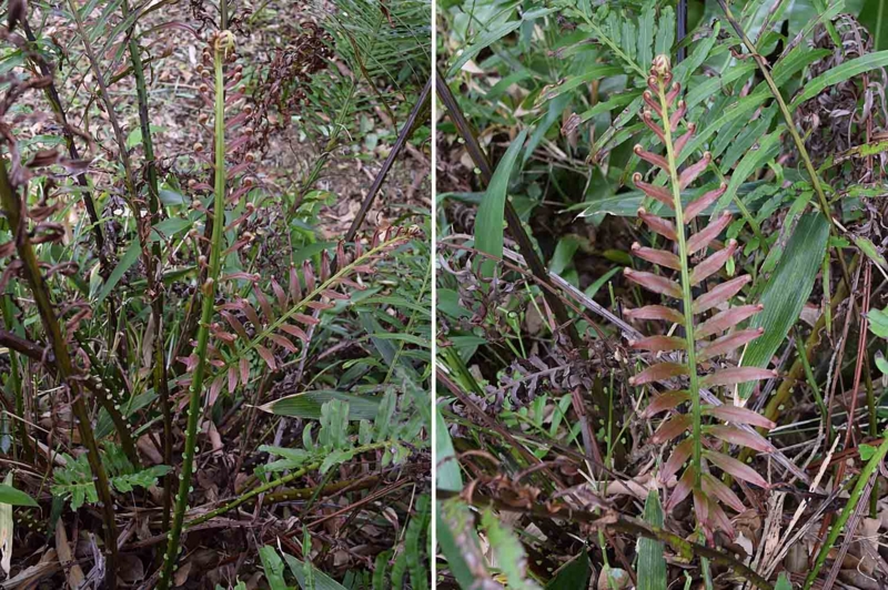 f:id:hiro1216:20170425224434j:image