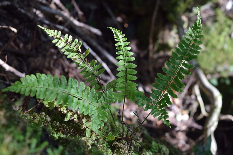 f:id:hiro1216:20170501233627j:image