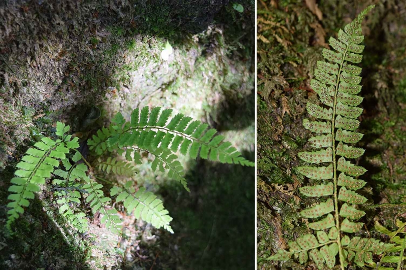 f:id:hiro1216:20170501233701j:image