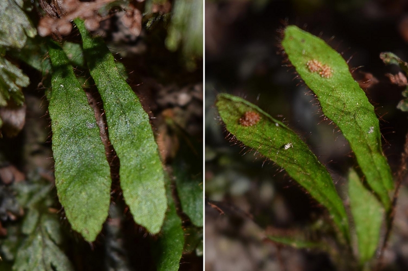 f:id:hiro1216:20170502001411j:image