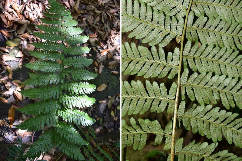 f:id:hiro1216:20170523195638j:image