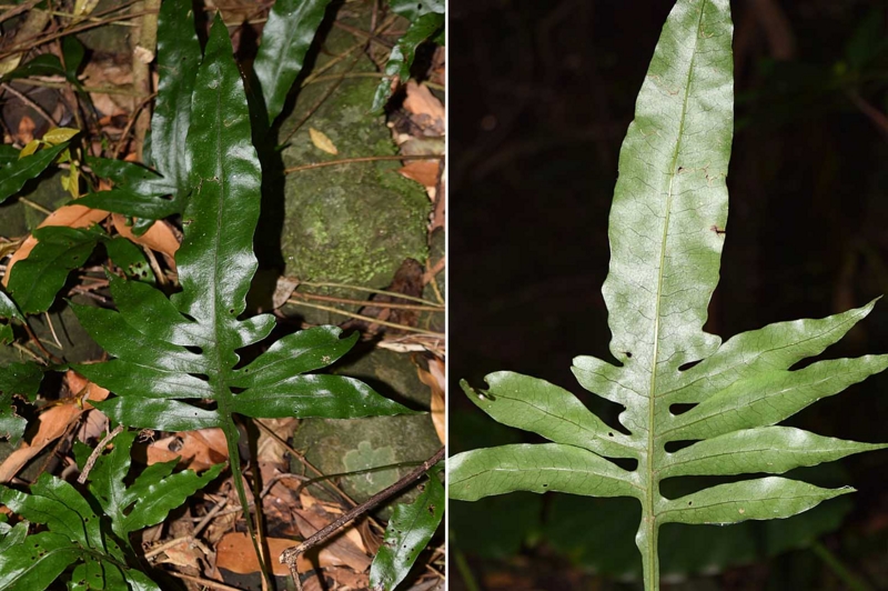 f:id:hiro1216:20170525121045j:image