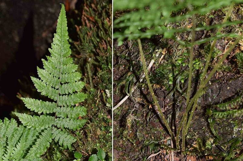 f:id:hiro1216:20170528172400j:image