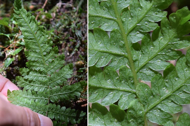 f:id:hiro1216:20170528172428j:image