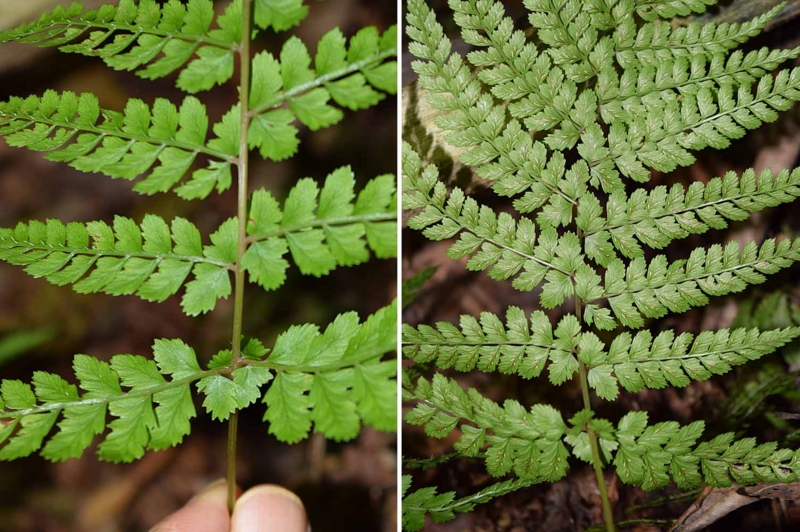 f:id:hiro1216:20170528194216j:image