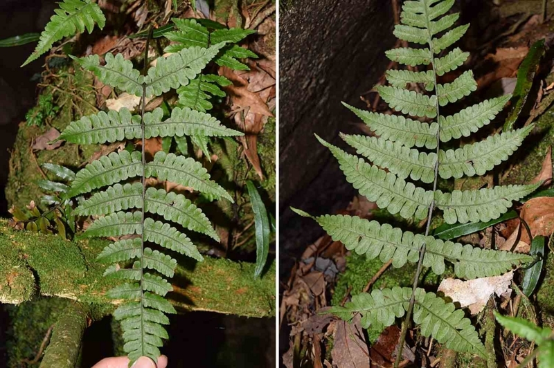 f:id:hiro1216:20170530234959j:image