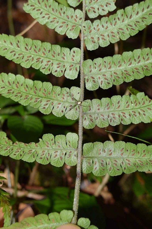 f:id:hiro1216:20170530235113j:image:w360