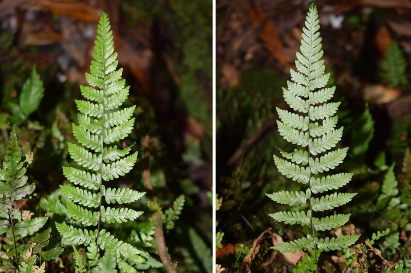 f:id:hiro1216:20170531093125j:image