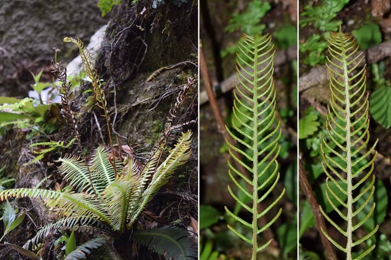 f:id:hiro1216:20170531184429j:image