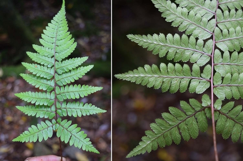 f:id:hiro1216:20170603051323j:image