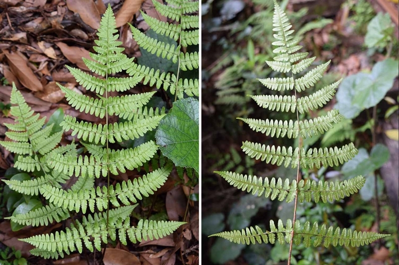 f:id:hiro1216:20170603181909j:image