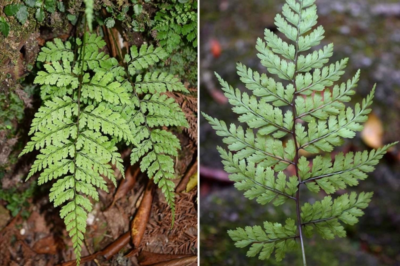 f:id:hiro1216:20170603201939j:image