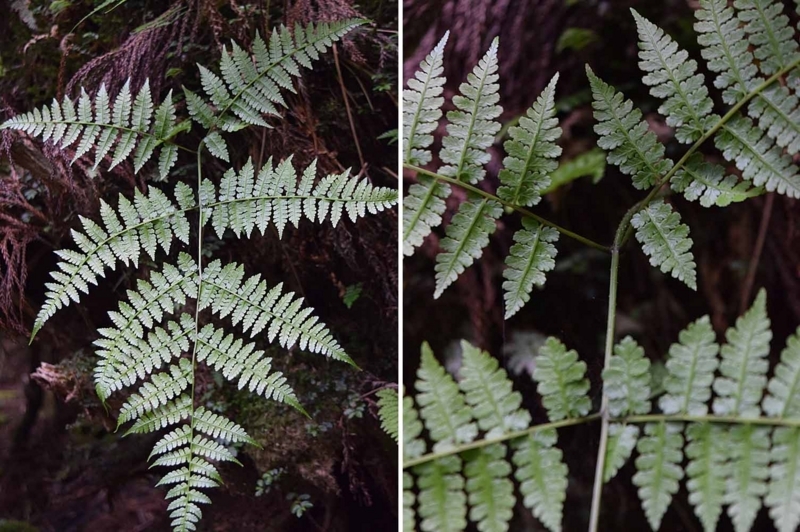 f:id:hiro1216:20170605221638j:image