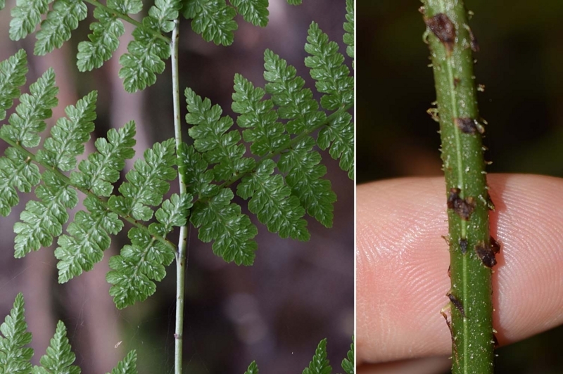 f:id:hiro1216:20170605221803j:image