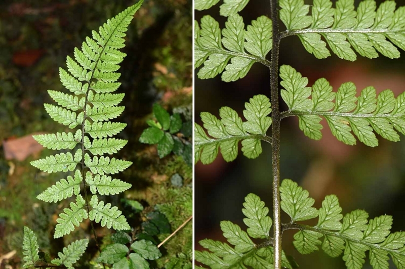 f:id:hiro1216:20170606105959j:image