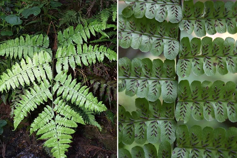 f:id:hiro1216:20170606231327j:image