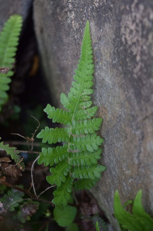 f:id:hiro1216:20170608202126j:image:w360