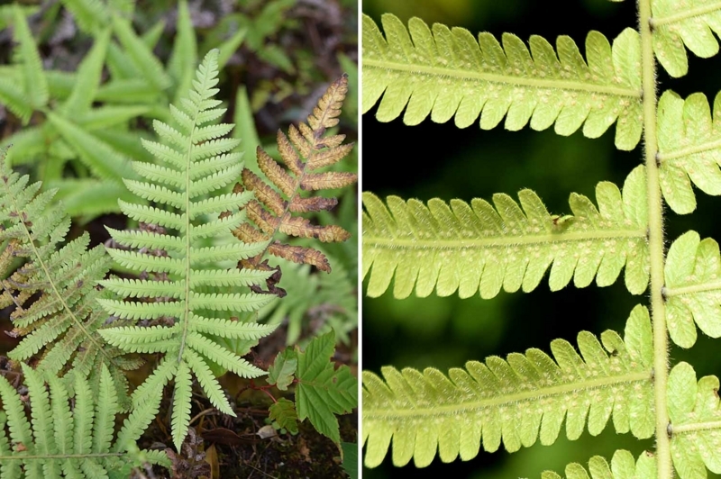 f:id:hiro1216:20170609183419j:image