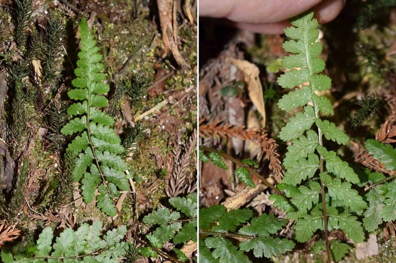 f:id:hiro1216:20170610091415j:image