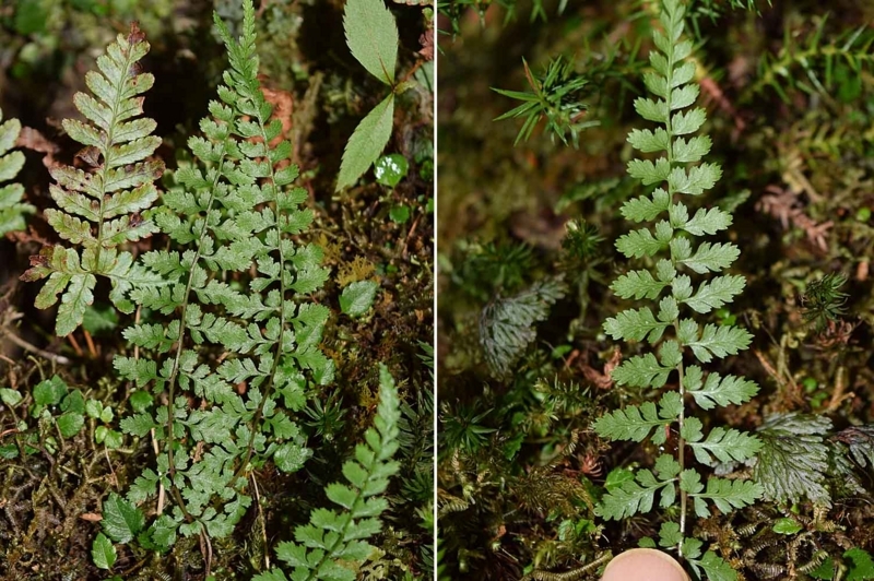 f:id:hiro1216:20170610091627j:image