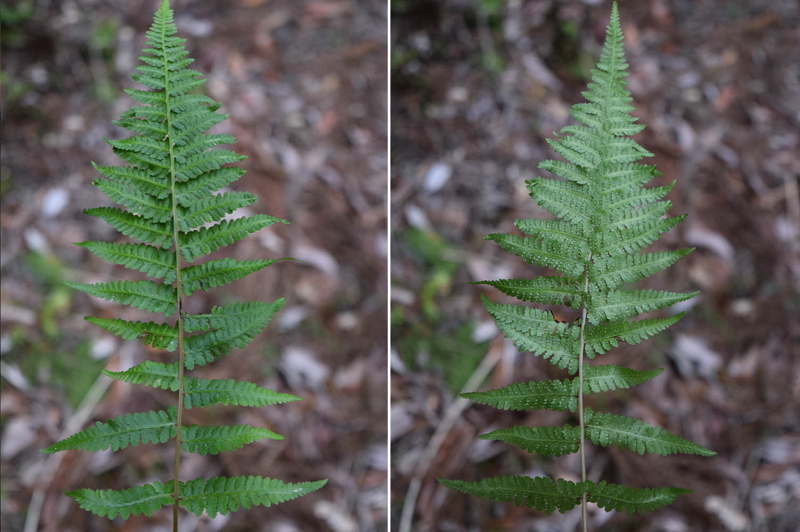 f:id:hiro1216:20170610102649j:image