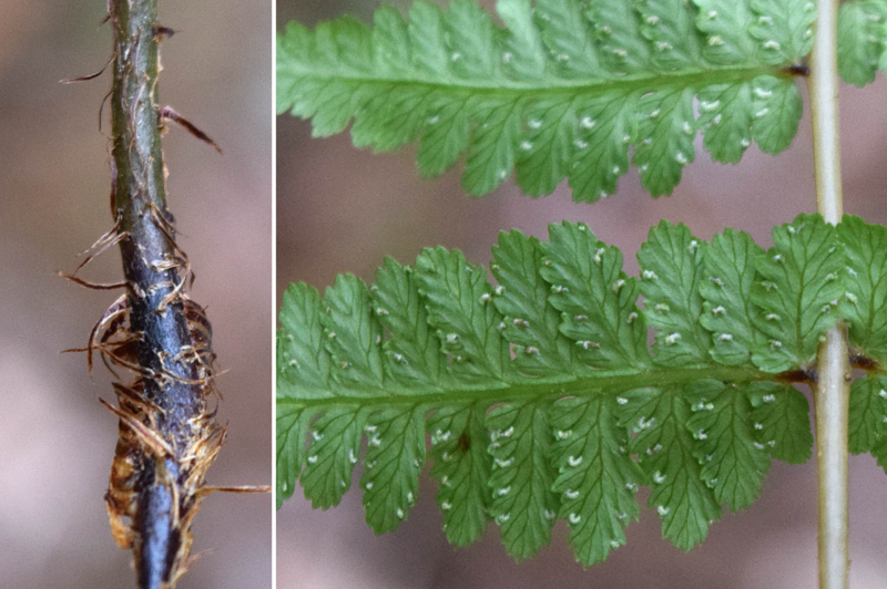 f:id:hiro1216:20170610102718j:image