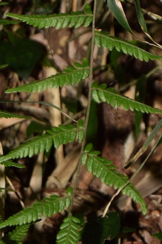 f:id:hiro1216:20170611131520j:image:w640