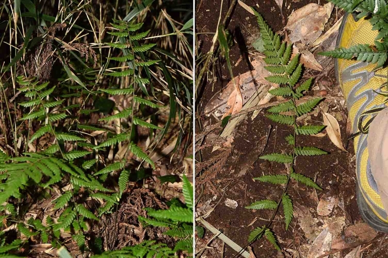 f:id:hiro1216:20170611131601j:image