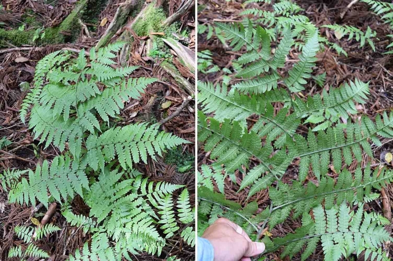 f:id:hiro1216:20170612123829j:image