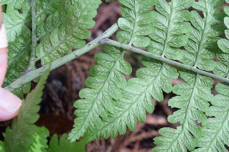 f:id:hiro1216:20170612123904j:image