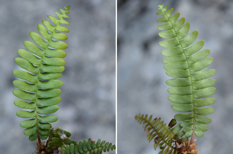 f:id:hiro1216:20170612124104j:image