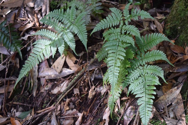 f:id:hiro1216:20170613173733j:image